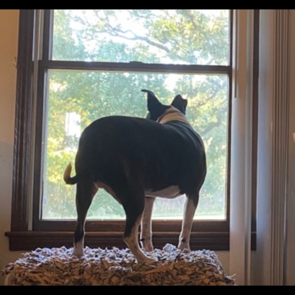 Meet your Posher, Karma - Picture 2 of 3